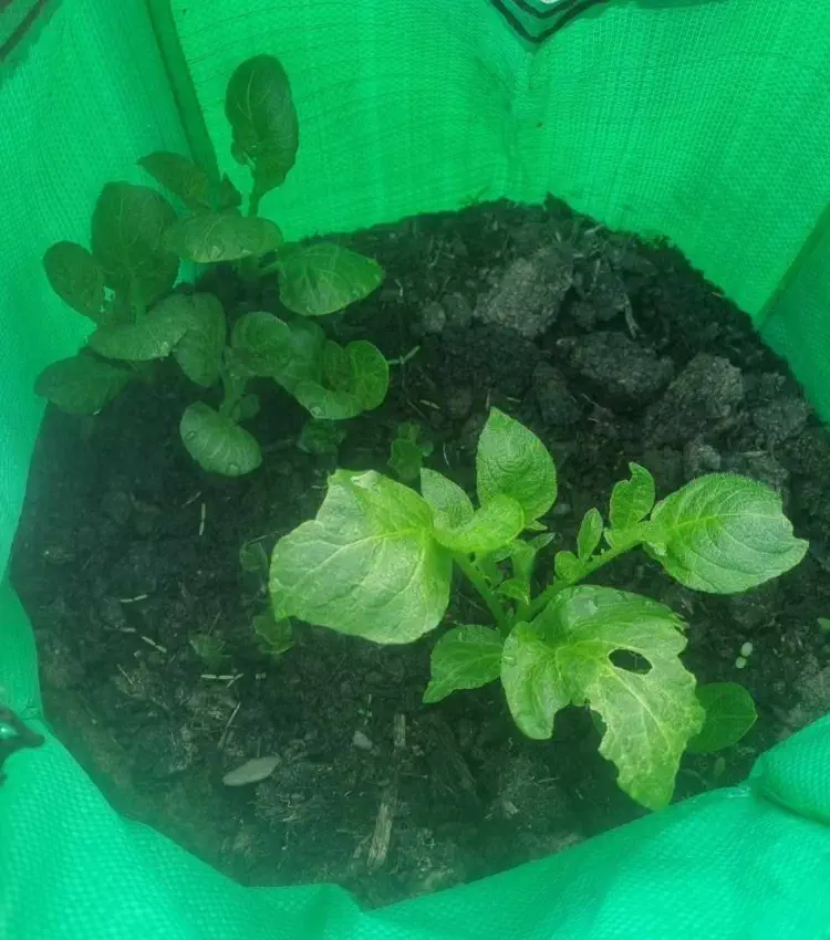 The Essential Guide to Earthing Up Potatoes